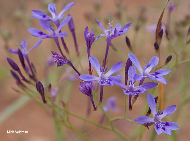 Lapeirousia sandersonii